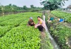 Upaya-Ketahanan-Pangan,-Bhabinkamtibmas-Desa-Jiken-Koordinasi-dengan-Petani-Sayur