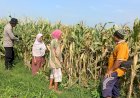 Swasembada-Pangan-Nasional-dengan-Kelola-Lahan-Jagung-di-Balongbendo