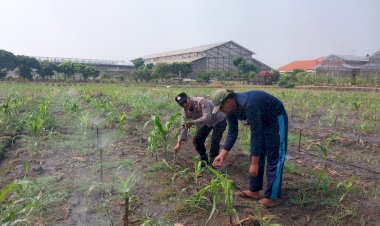 Polsek-Sidoarjo-Kota-Patroli-Lahan-Jagung,-Dukung-Program-Ketahanan-Pangan