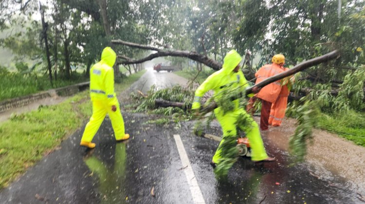 Respon Cepat Polisi dan BPBD Evakuasi Pohon Tumbang, Jalur Magetan – Bendo Kembali Lancar