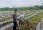 Anggota-Polsek-Tarik-Cek-Pengolahan-Lahan-Melon-di-Desa-Kendalsewu