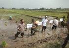 Tiga-Pilar-Desa-Gelang-Kompak-Dukung-Ketahanan-Pangan-Nasional-Lewat-Penanaman-Padi-Serentak