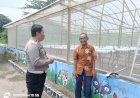 Polsek-Sukodono-Dukung-Penuh-Warga-Tingkatkan-Hasil-Buah-Melon-Golden