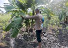 Dukung-Ketahanan-Pangan-Nasional,-Polsek-Buduran-dan-Warga-Cek-Lahan-Tanam-Pisang-di-Desa-Sukorejo