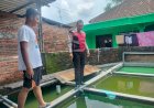Bhabinkamtibmas-Juwetkenongo-Polsek-Porong-Tinjau-Program-Ketahanan-Pangan-Lewat-Budidaya-Ikan-Nila