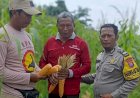 Bhabinkamtibmas-Aiptu-Kokoh-Yugo-Dorong-Ketahanan-Pangan-Perkebunan-Desa-Tambak-Kalisogo