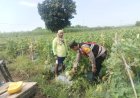 Pengecekan-Ketahanan-Pangan,-Polsek-Porong-Dorong-Budidaya-Melon