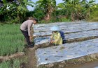 Polsek-Tarik-Kunjungi-Perkebunan-Cabai-Warga-Singogalih,-Optimalkan-Program-Ketahanan-Pangan-Polresta-Sidoarjo