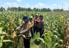 Polresta-Sidoarjo-Dorong-Swasembada-Pangan,-Lahan-Jagung-di-Balongbendo-Siap-Panen
