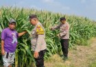Polisi-Sidoarjo-Masif-Dampingi-Petani,-Dukung-Swasembada-Pangan