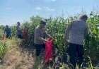 Kanit-Binmas-Polsek-Krembung-Apresiasi-Perkembangan-Tanaman-Jagung-di-Desa-Lemujut