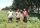 Polsek-Sidoarjo-Kota-Pantau-Perkembangan-Lahan-Jagung-Desa-Lebo-Dukung-Swasembada-Pangan