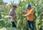 Kapolsek-Prambon-Masifkan-Sambang-Petani-Jagung