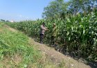 Dukung-Ketahanan-Pangan,-Polsek-Candi-Pantau-Perkembangan-Lahan-Jagung