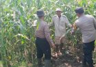 Polsek-Balongbendo-Dampingi-Petani,-Wujud-Nyata-Dukungan-Ketahanan-Pangan