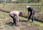 Polsek-Wonoayu-Cek-Perkembangan-Jagung-di-Desa-Popoh,-Wujudkan-Swasembada-Pangan