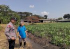 Polsek-Taman-Optimalkan-Ketahanan-Pangan-Tanaman-Jagung