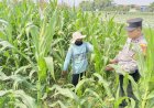 Polisi-Cinta-Petani,-Polsek-Tarik-Pantau-Pertumbuhan-Jagung-di-Kedungbocok-Demi-Sukseskan-Ketahanan-Pangan-Polresta-Sidoarjo