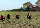 Polisi-Dampingi-Petani-Jagung-Hadapi-Kemarau,-Andalkan-Pompa-Air-Antisipasi-Kekeringan