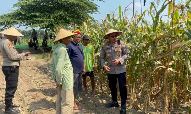 Dukung-Ketahanan-Pangan,-Kapolsek-Balongbendo-Ajak-Diskusi-Petani-Siapkan-Panen-Jagung
