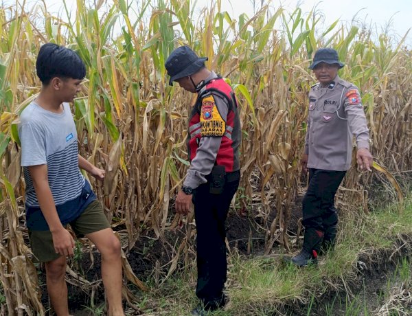 Cek Lahan Jagung Siap Panen di Balongbendo Sidoarjo, Dukung Swasembada Pangan 2026