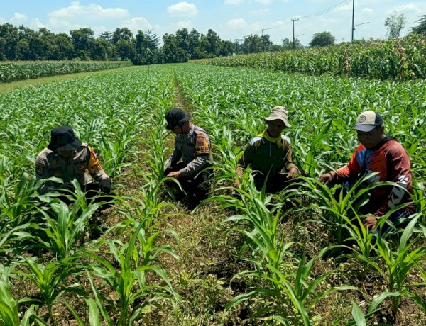 Polresta Sidoarjo Dorong Swasembada Pangan, Pantau Perkembangan Tanaman Jagung di Balongbendo