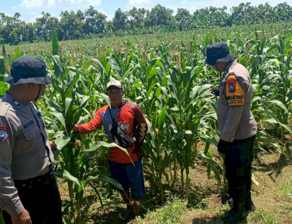 Dukung Ketahanan Pangan, Polsek Balongbendo bersama Petani Optimalkan Tanaman Jagung