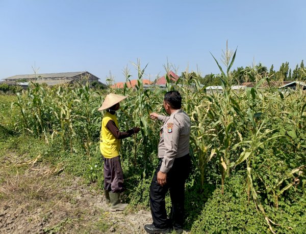 Bhabinkamtibmas Sidoarjo Kota Pantau Jagung Lebo