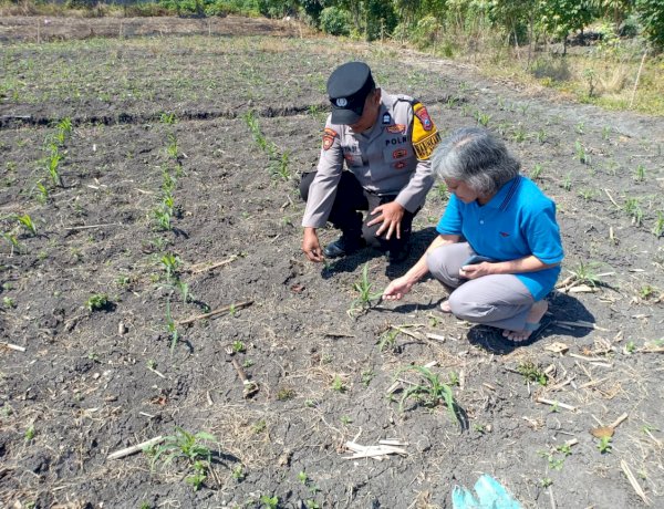 Polsek Taman Patroli dan Pantau Lahan Jagung untuk Dukung Ketahanan Pangan
