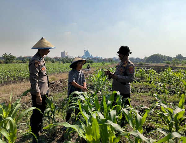 Kolaborasi Polsek Taman dan Petani Kelola Lahan Jagung untuk Ketahanan Pangan