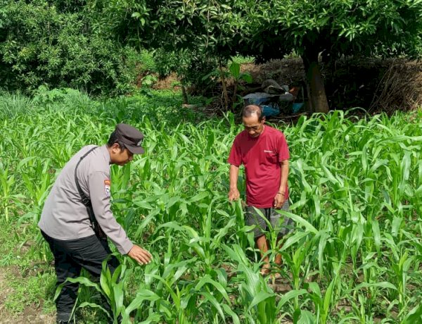 Bhabinkamtibmas Desa Trompoasri Pantau Pertumbuhan Jagung, Wujud Jalankan Ketahanan Pangan