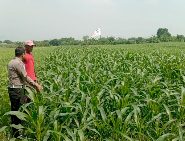 Sinergi Polsek Wonoayu dan Petani Optimalkan Lahan Jagung, Perkuat Program Swasembada Pangan