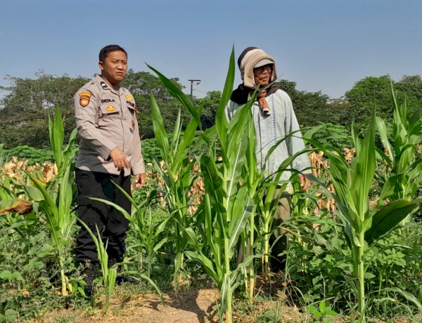 Kawal Asta Cita Prabowo, Polisi Sidoarjo Turun ke Ladang Jagung Krian demi Swasembada Pangan