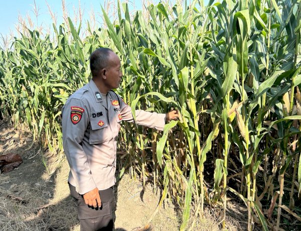 Bhabinkamtibmas Desa Prambon Kontrol Lahan Jagung, untuk Sukseskan Ketahanan Pangan