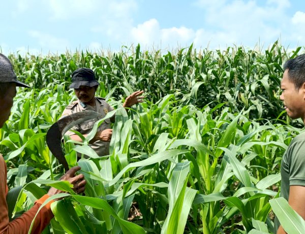 Polisi Bersama Petani di Balongbendo Kelola 21 Hektare Lahan Jagung Hibrida, Wujud Dukungan Ketahanan Pangan