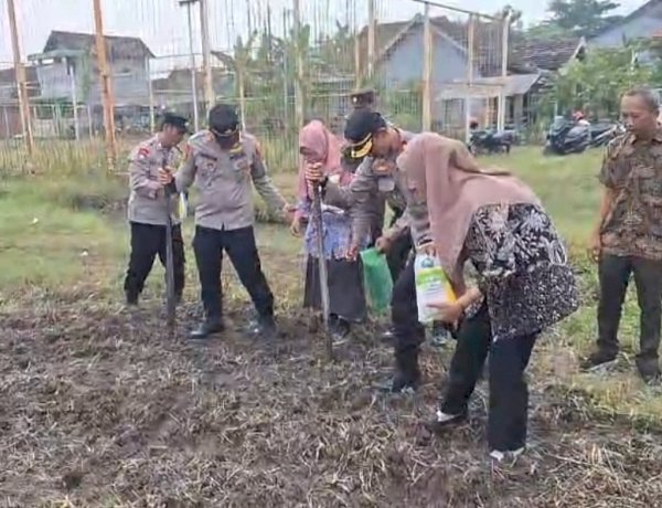 Kapolsek Tanggulangin Bersama Gapoktan Tanam Jagung Hibrida di Desa Kedensari, Dukung Ketahanan Pangan Nasional