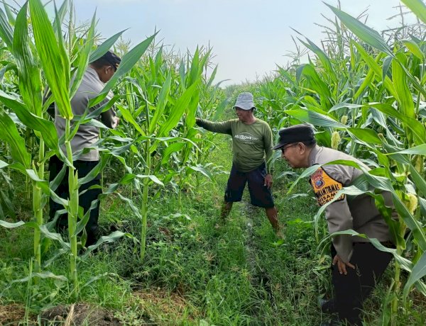 Polsek Porong Patroli Ketahanan Pangan di Desa Kesambi