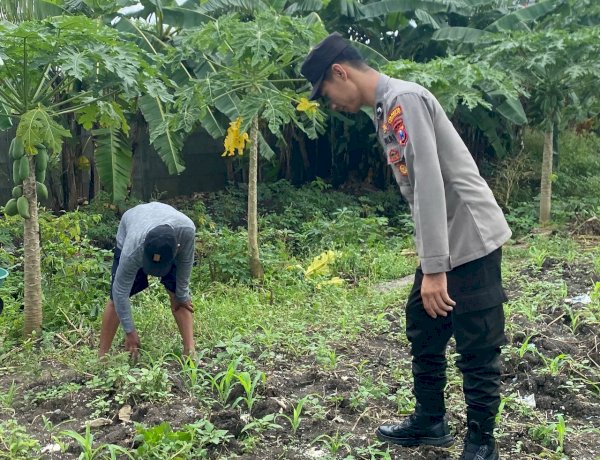 Polsek Waru Kawal Jagung Tumbuh Subur di Pepelegi, Wujud Nyata Polisi Cinta Petani Dukung Swasembada Pangan