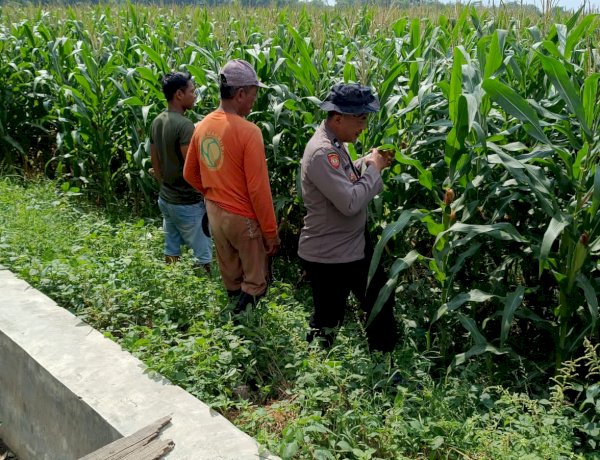 Sinergi Polisi dan Petani Kelola Lahan Jagung, Sukseskan Swasembada Pangan