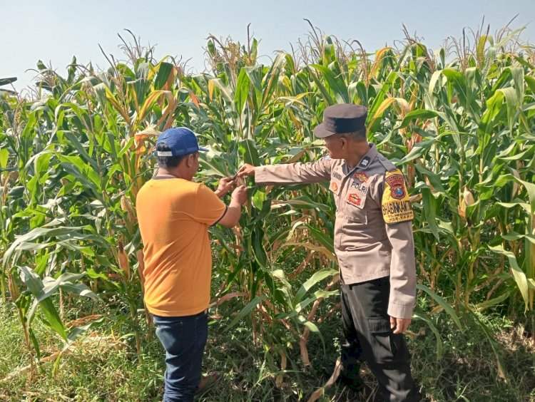 Jalin Kedekatan dengan Petani, Anggota Polsek Tarik Patroli dan Pantau Lahan Jagung untuk Ketahanan Pangan