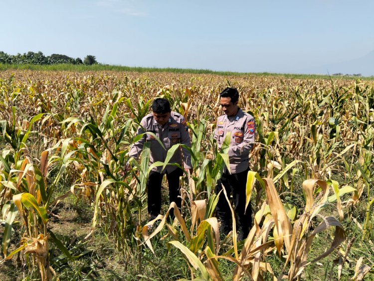 Polresta Sidoarjo Dampingi Petani Prambon persiapan Panen Jagung Dukung Swasembada Pangan