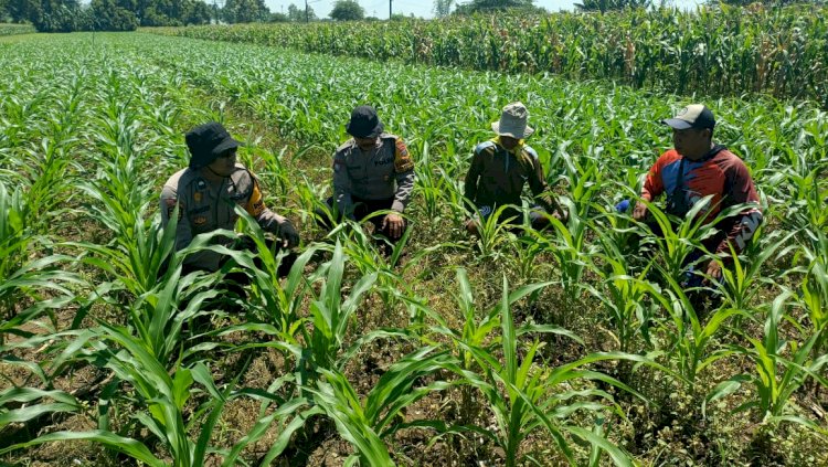 Polsek Balongbendo Kawal Panen Jagung Hibrida, Dukung Ketahanan Pangan Nasional dan Swasembada Pangan 2026