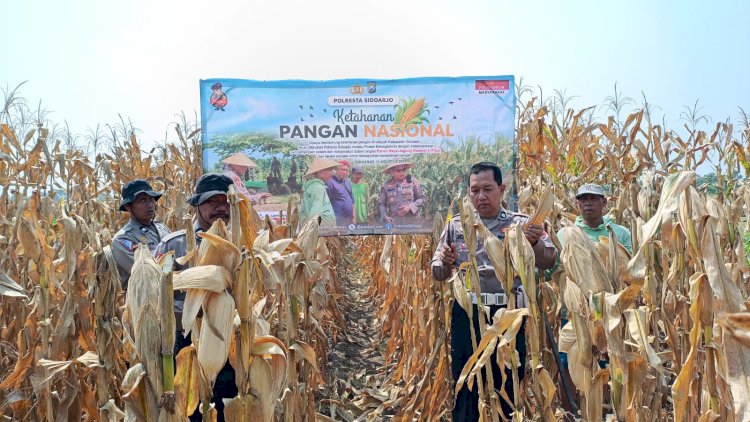 Jelang Panen Raya, Polsek Balongbendo Pastikan Lahan Jagung Tiga Hektare Siap Dipanen