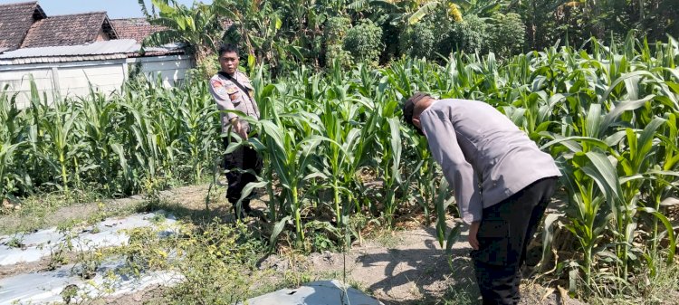 Polsek Tulangan Pantau Lahan Jagung Tumpangsari untuk Perkuat Ketahanan Pangan