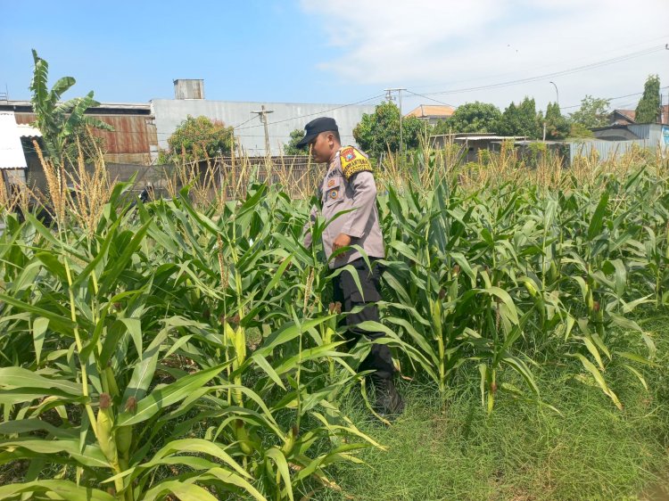 Polisi Cinta Petani, Polsek Wonoayu Pantau Jagung P2B di Desa Popoh Dukung Swasembada Pangan